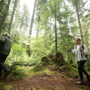 Lightweight Trekking Poles - Image 7
